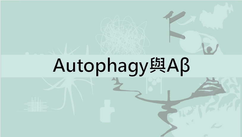 Autophagy與Aβ